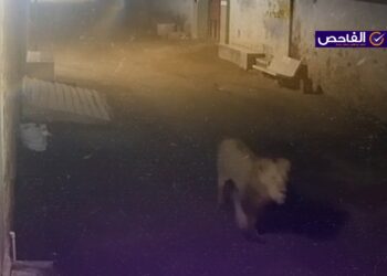الفيديو مضلل ولا يظهر أسداً هارباً في الديوانية!