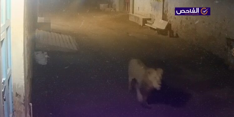 الفيديو مضلل ولا يظهر أسداً هارباً في الديوانية!