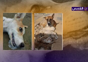 الصور من تونس ومصر ولا ترتبط بعمليات قتل للكلاب في العراق!