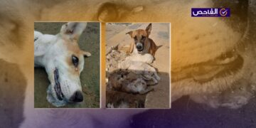 الصور من تونس ومصر ولا ترتبط بعمليات قتل للكلاب في العراق!